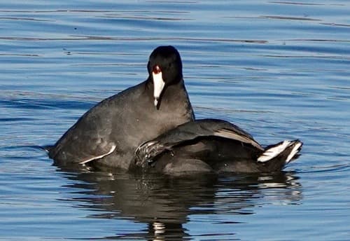 American Coot