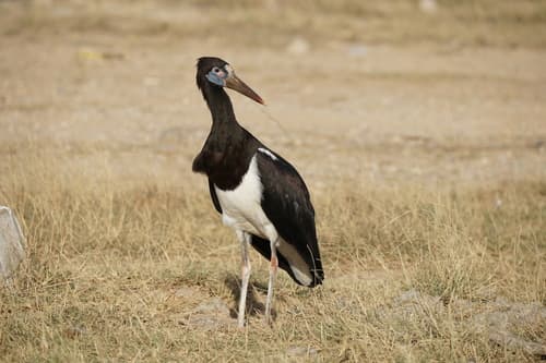 Abdim's Stork