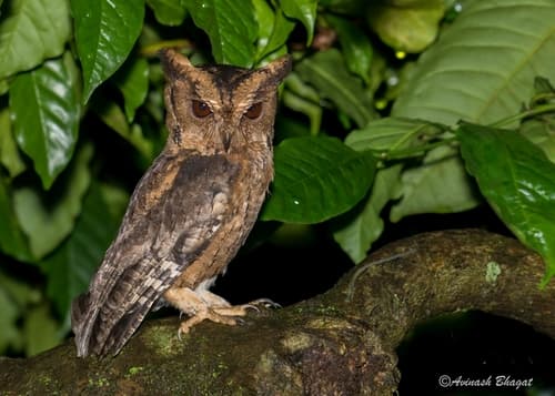 Indian Scops-Owl