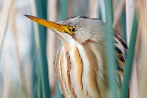 Stripe-backed Bittern