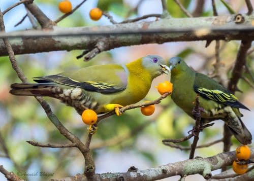 Yellow-footed Green Pigeon