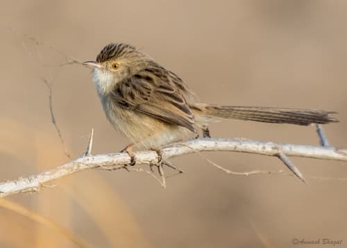 Delicate Prinia