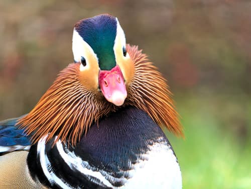 Mandarin Duck