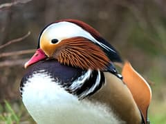 Mandarin Duck