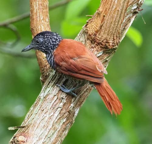 Chestnut-backed Antshrike