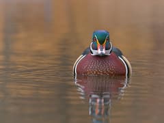 Wood Duck