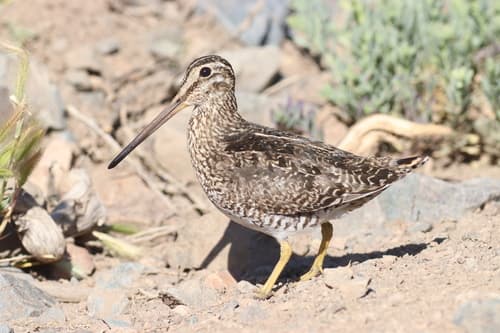 Magellanic Snipe