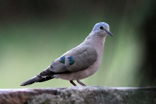 Emerald-spotted Wood-Dove