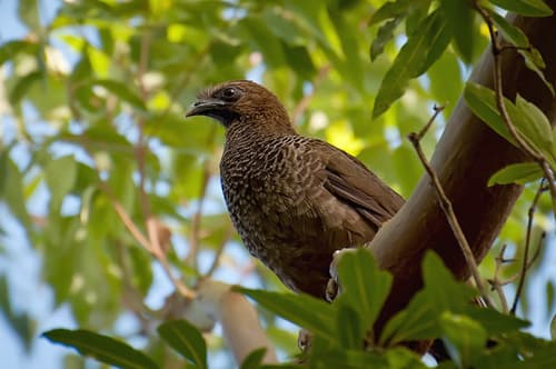 Scaled Chachalaca