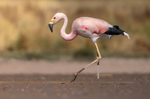 Andean Flamingo