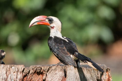 Von der Decken's Hornbill