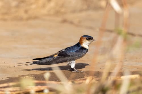 African Red-rumped Swallow