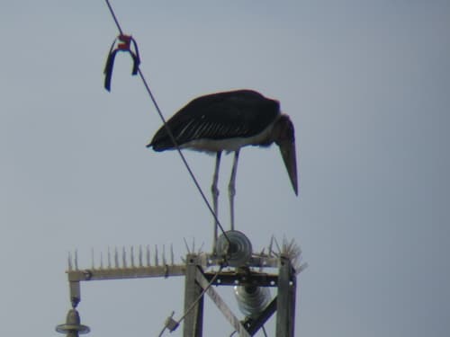 Marabou Stork