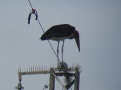 Marabou Stork