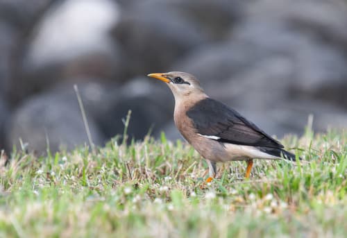 Vinous-breasted Myna