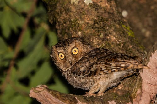 Mountain Scops-Owl