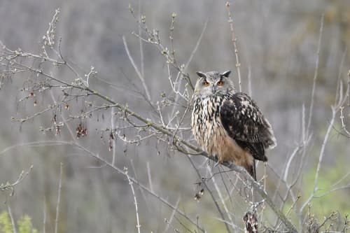 Eurasian Eagle-Owl