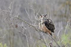 Eurasian Eagle-Owl