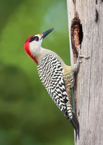 West Indian Woodpecker