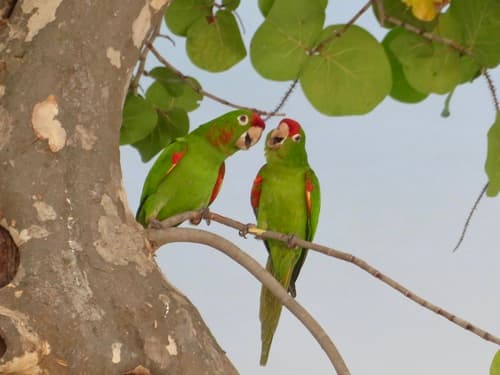 Crimson-fronted Parakeet