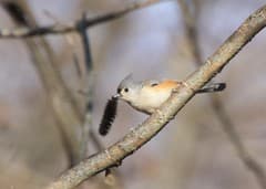 Tufted Titmouse