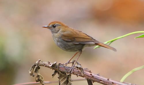 Ruddy-capped Nightingale-Thrush
