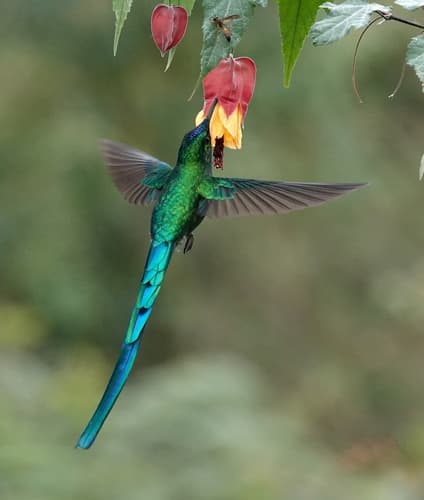 Long-tailed Sylph