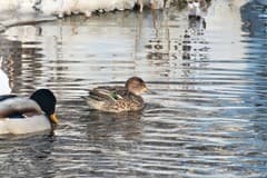 Green-winged Teal