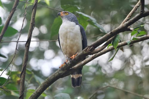 Semiplumbeous Hawk