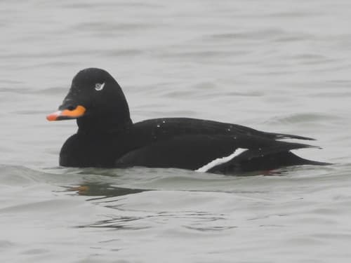 Velvet Scoter
