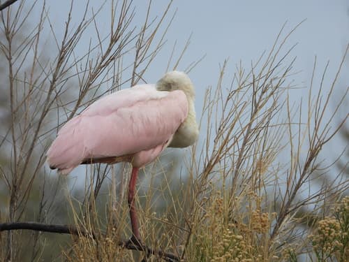 Roseate Spoonbill