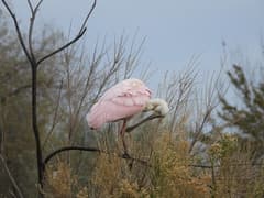 Roseate Spoonbill