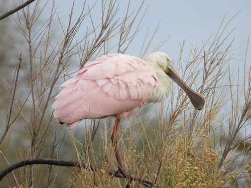 Roseate Spoonbill