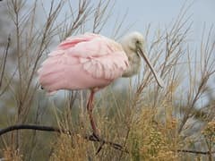 Roseate Spoonbill