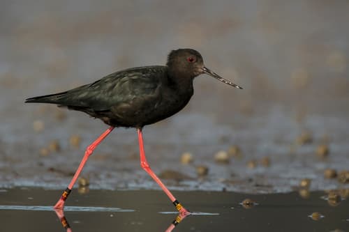 Black Stilt