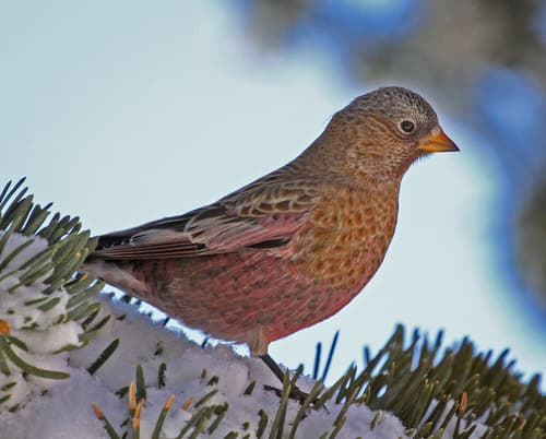Brown-capped Rosy-Finch