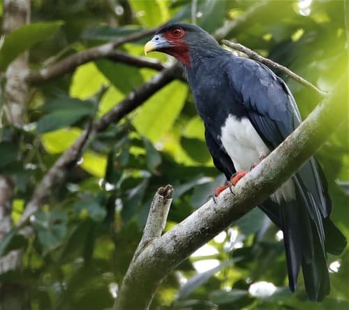 Red-throated Caracara