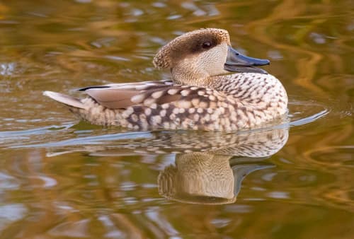 Marbled Duck