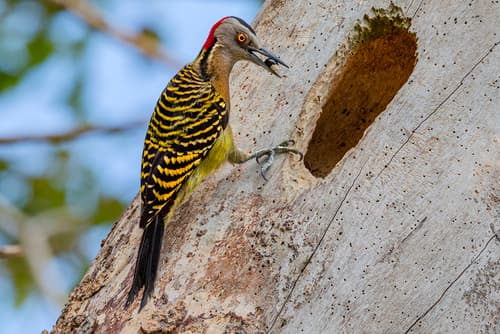 Hispaniolan Woodpecker