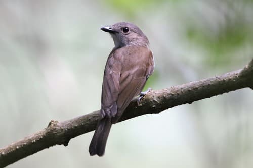 Mangrove Whistler