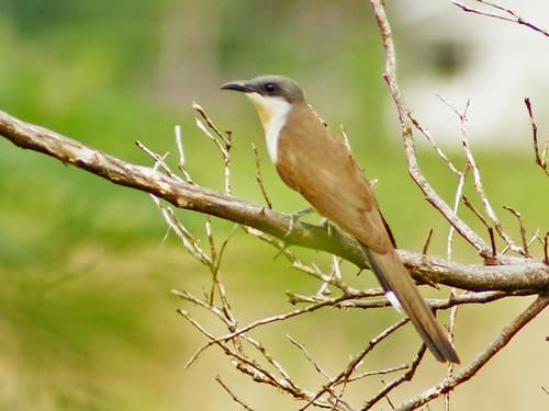 Dark-billed Cuckoo