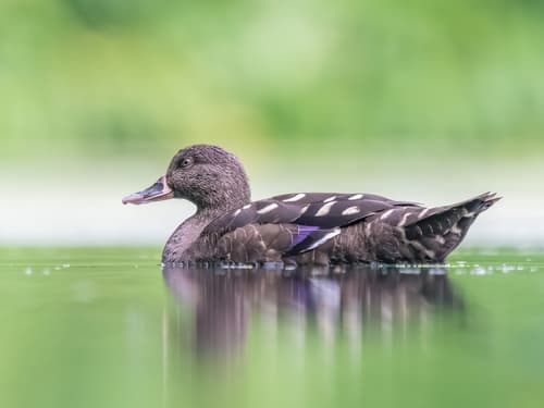African Black Duck