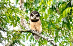 Spectacled Owl