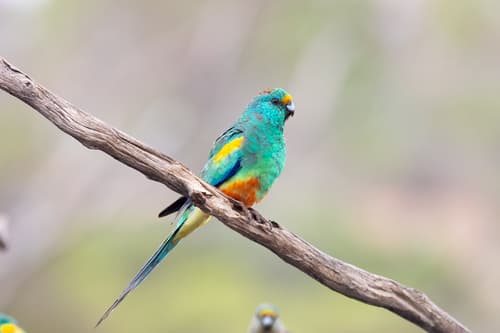 Mulga Parrot