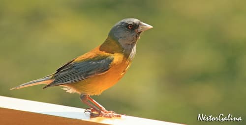 Patagonian Sierra-Finch