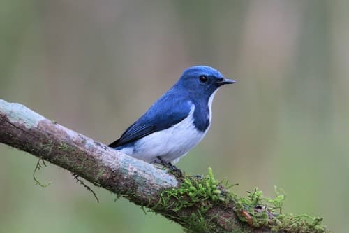 Ultramarine Flycatcher