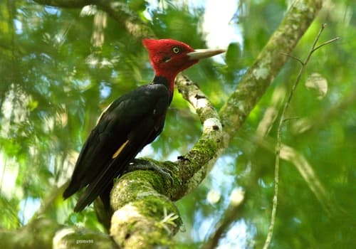 Cream-backed Woodpecker