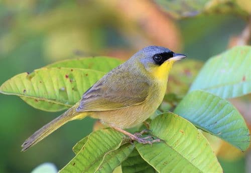 Gray-crowned Yellowthroat