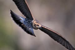 Snail Kite