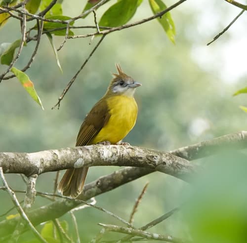 White-throated Bulbul